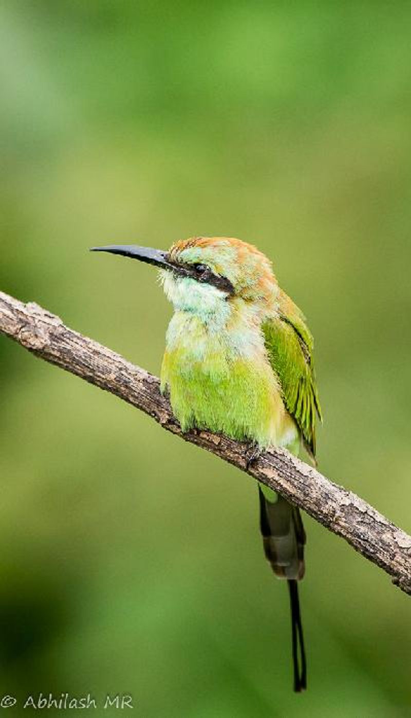 Green Bee eater