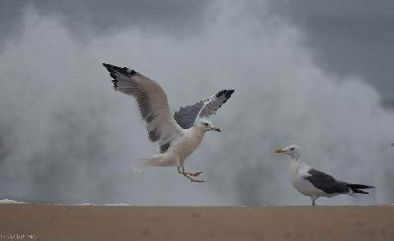 Lesser Black backed Gull