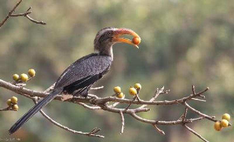 Malabar Grey Hornbill