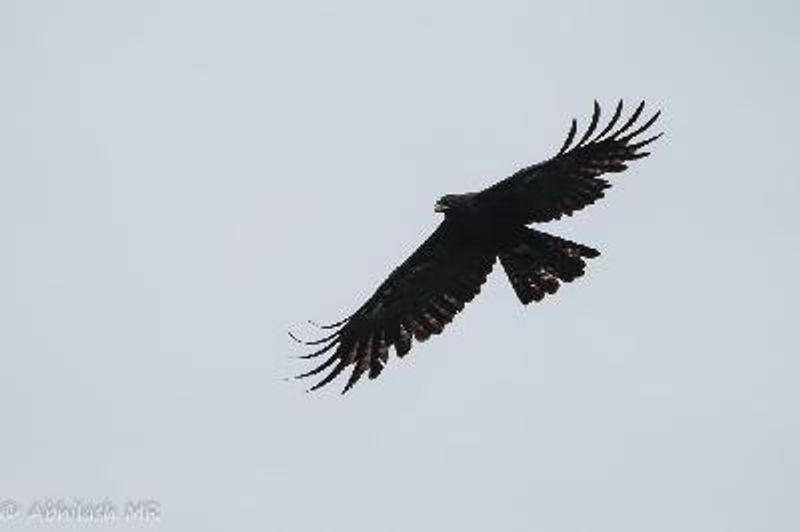 Black Eagle