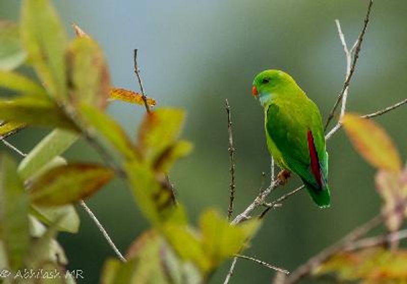 Vernal Hanging Parrot