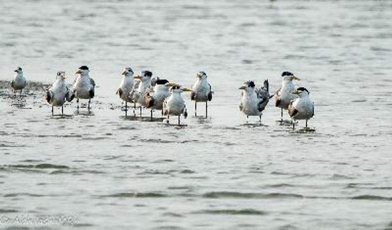 Greater Crested Tern