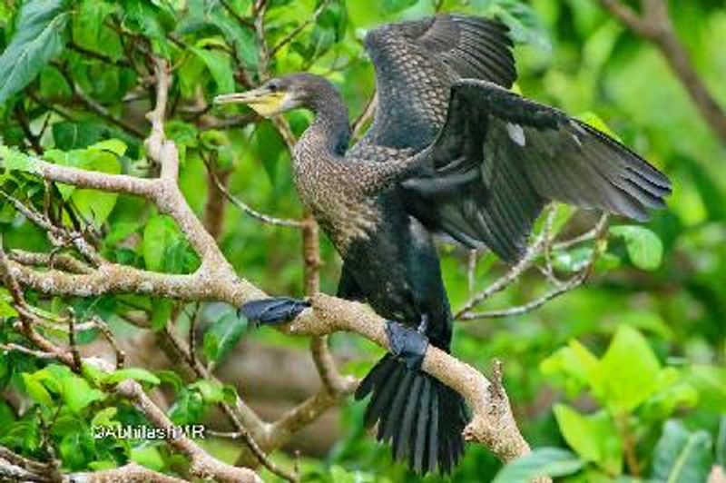 Indian Cormorant