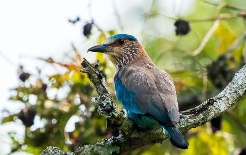 Indian Roller