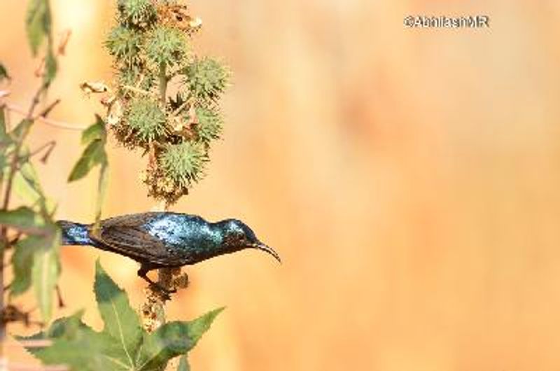 Purple Sunbird
