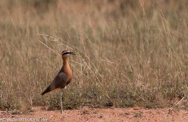 Indian Courser