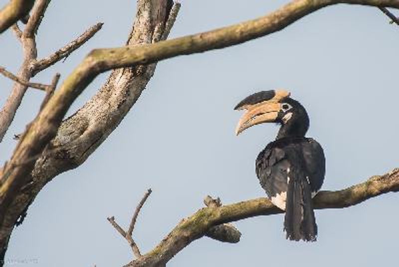 Malabar Pied Hornbill