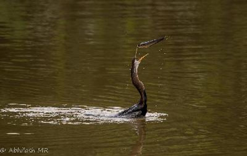 Oriental Darter