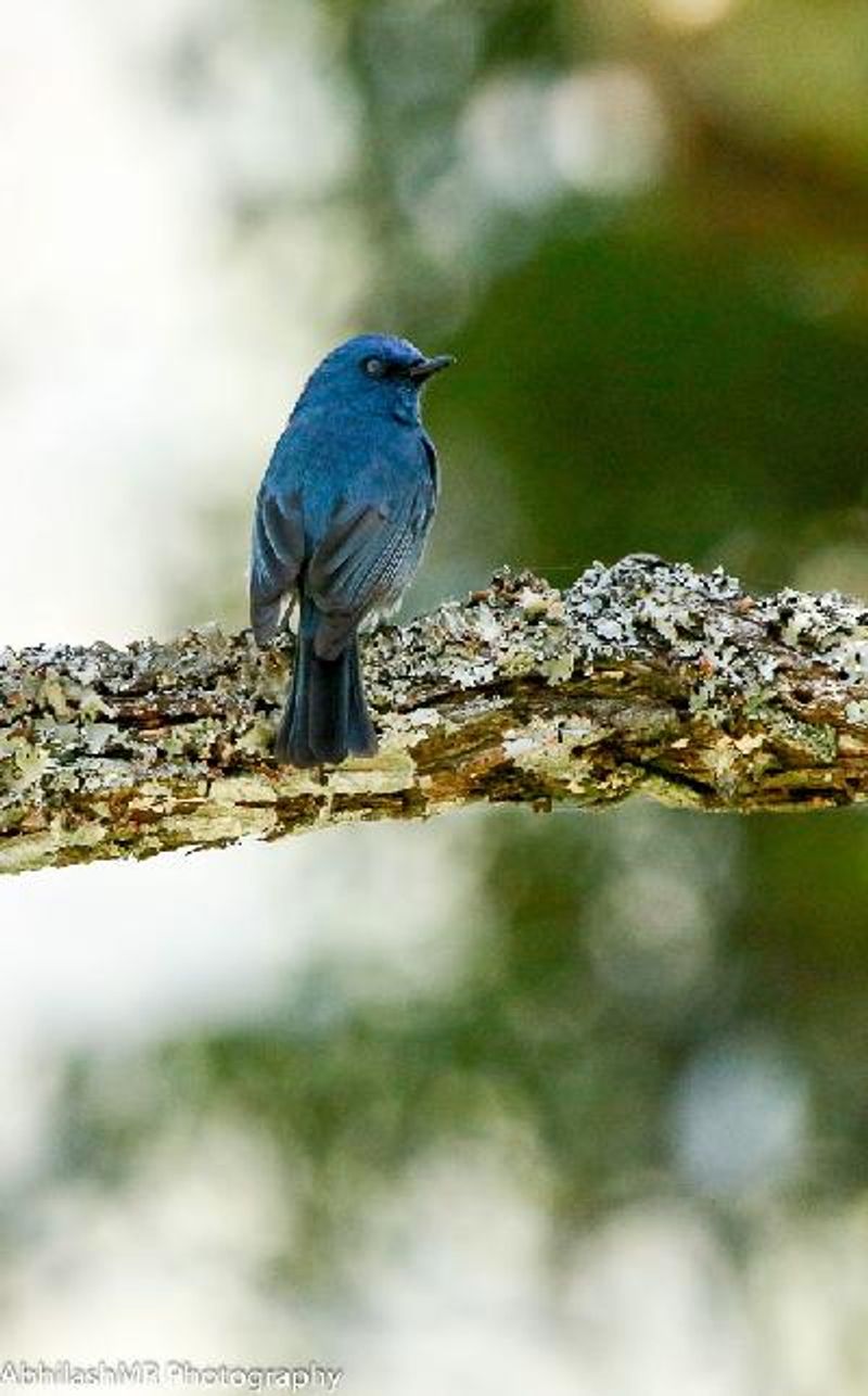 Nilgiri Flycatcher