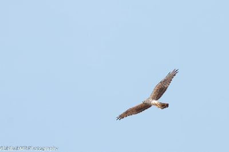 Montagu's Harrier