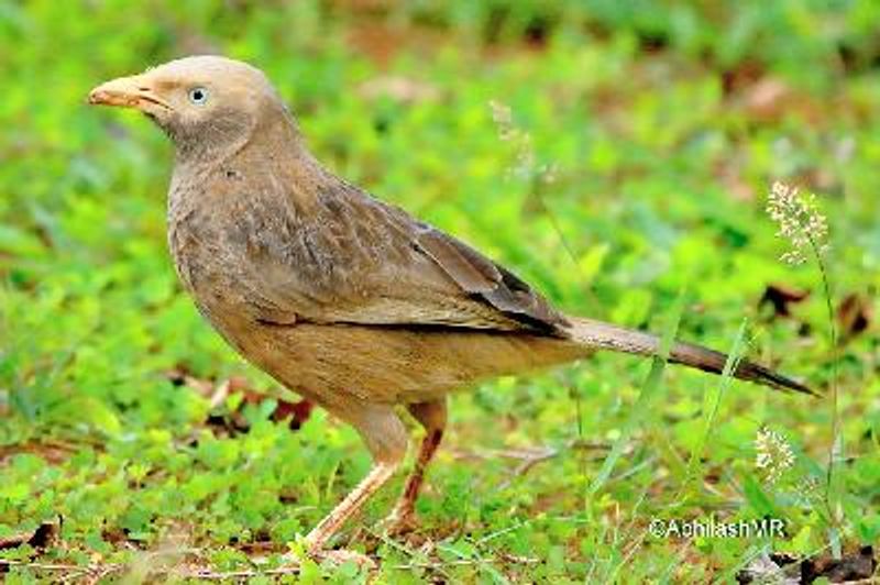Yellow billed Babbler