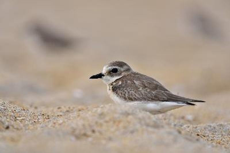 Lesser Sand Plover