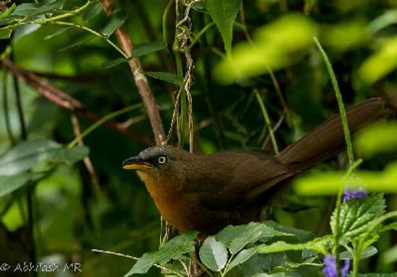 Rufous Babbler