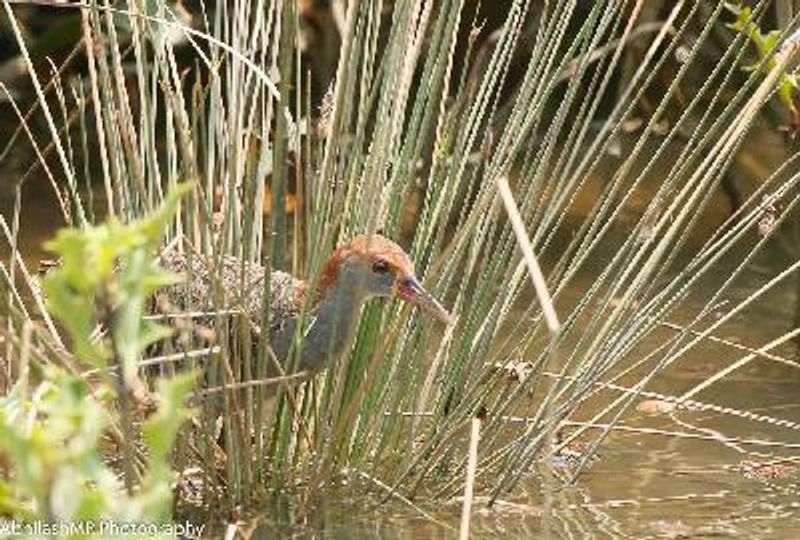 Slaty breasted Rail