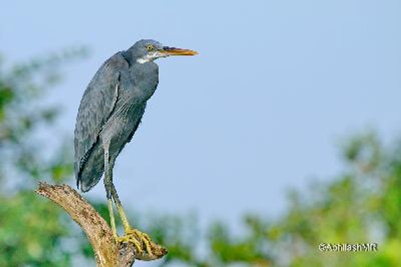 Western Reef Egret