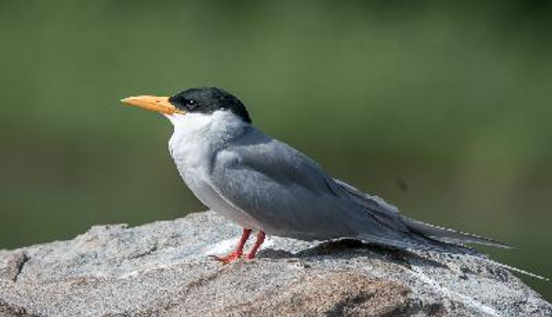 River Tern