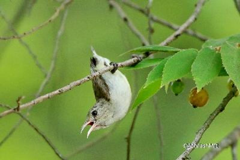 Pale billed Flowerpecker