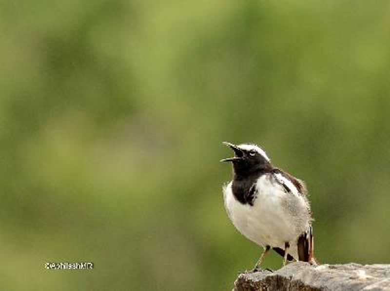 White browed Wagtail