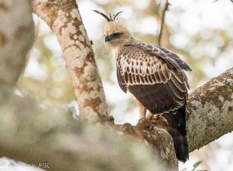 Crested Hawk Eagle