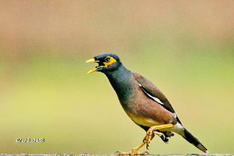 Common Myna