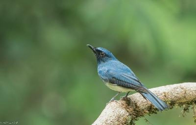 White bellied Blue Flycatcher