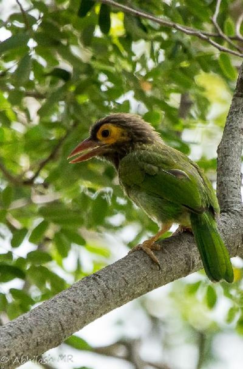 Brown headed Barbet