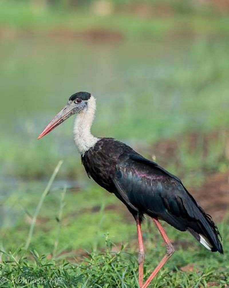 Woolly necked Stork