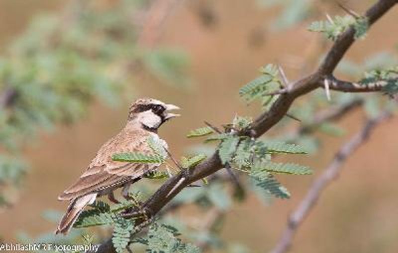 Ashy crowned Sparrow Lark