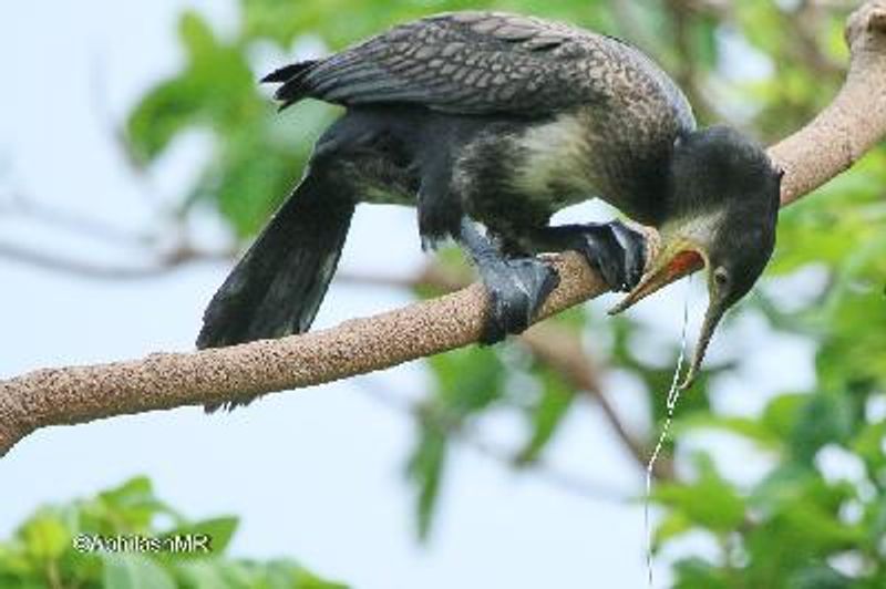 Indian Cormorant