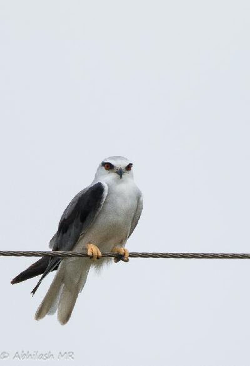 Black winged Kite