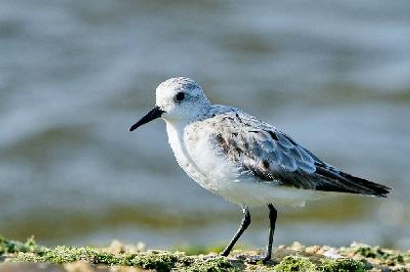 Sanderling