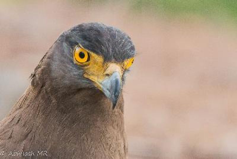 Crested Serpent Eagle