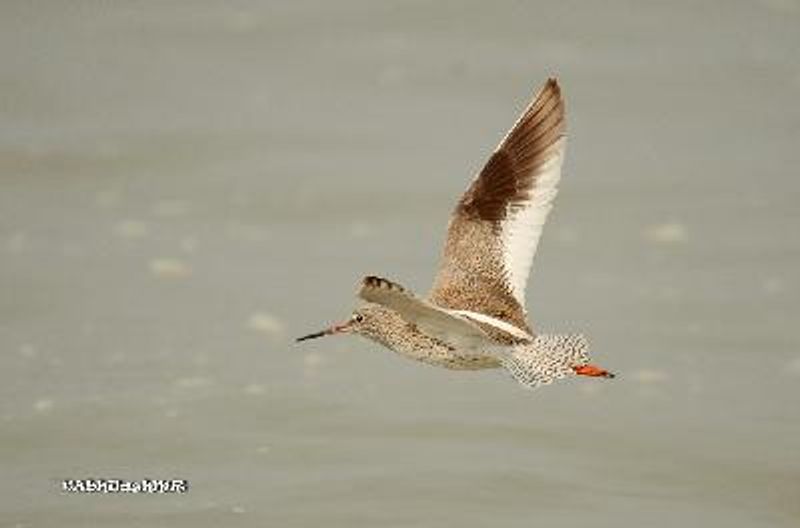 Common Redshank