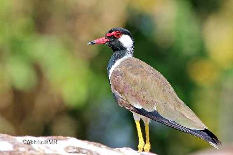 Red wattled Lapwing