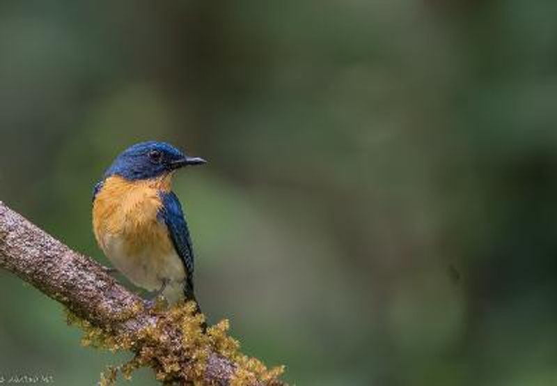 Tickell's Blue Flycatcher