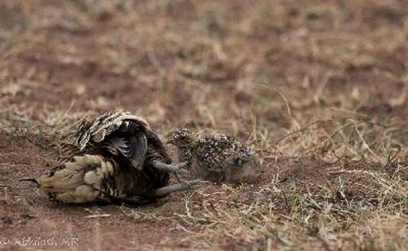 Chestnut bellied Sandgrouse