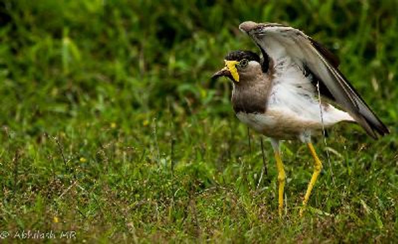 Yellow wattled Lapwing