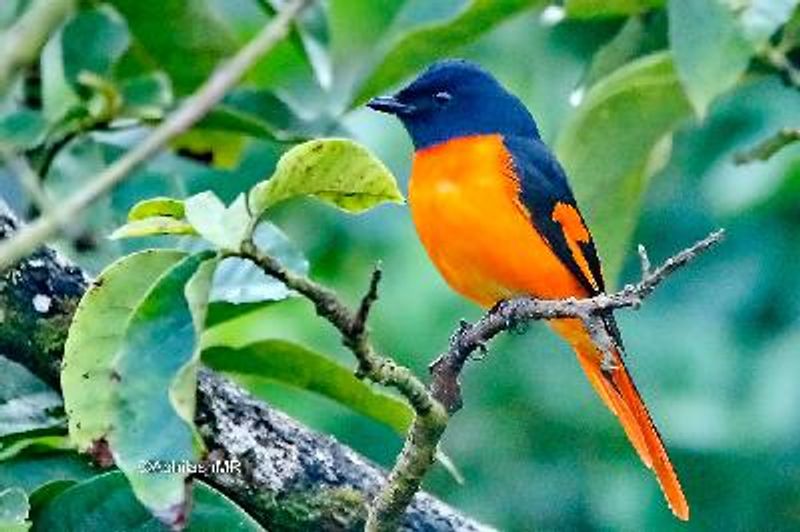 Orange Minivet