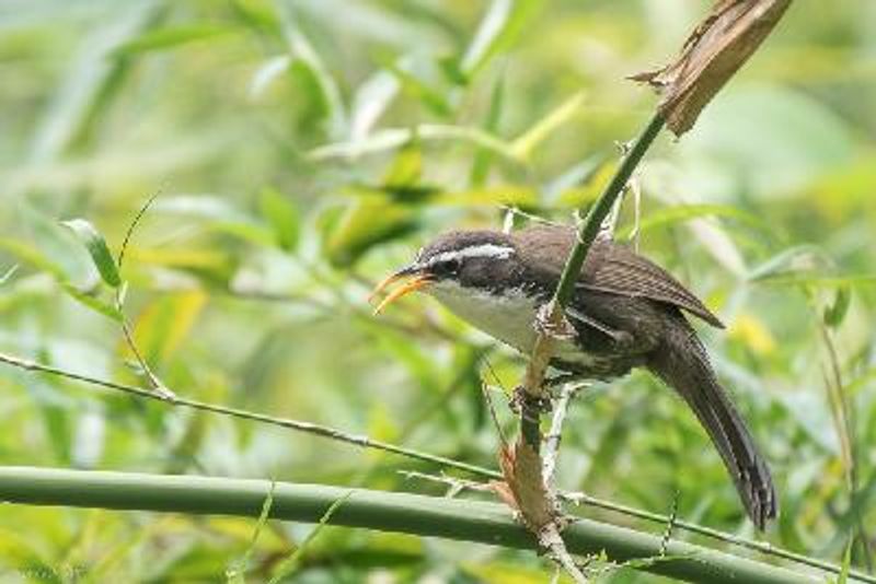 Indian Scimitar Babbler