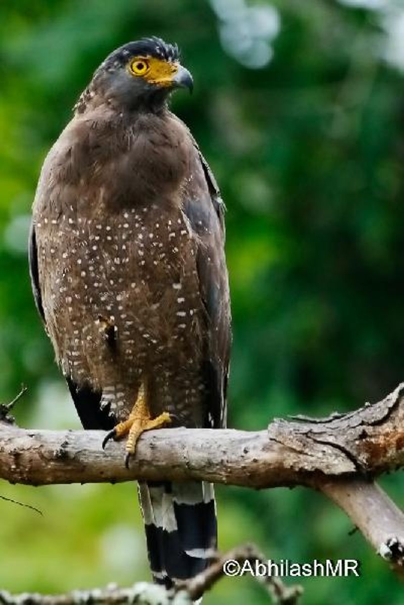 Crested Serpent Eagle