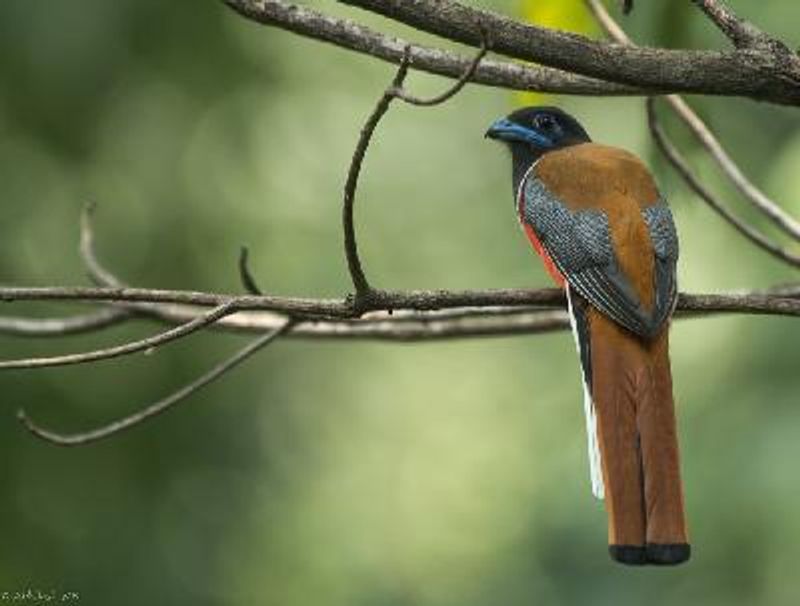 Malabar Trogon