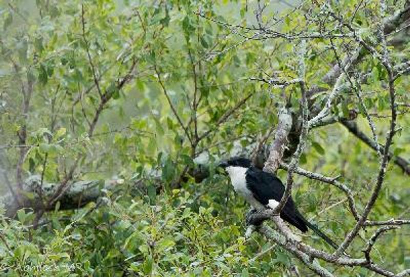 Pied Cuckoo