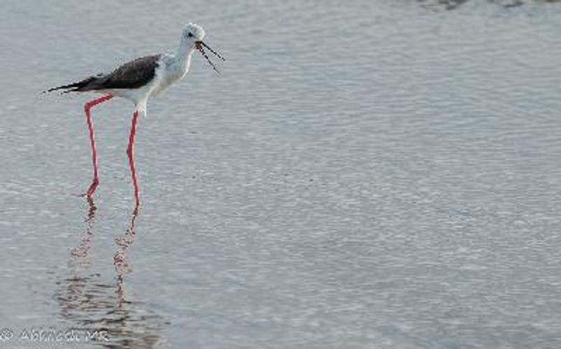 Black winged Stilt