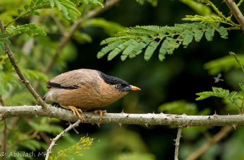 Brahminy Starling
