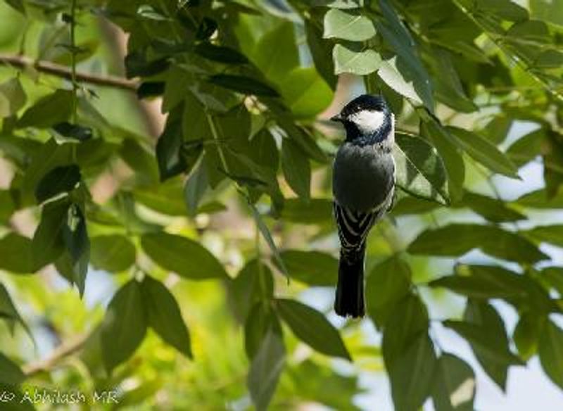 Cinereous Tit