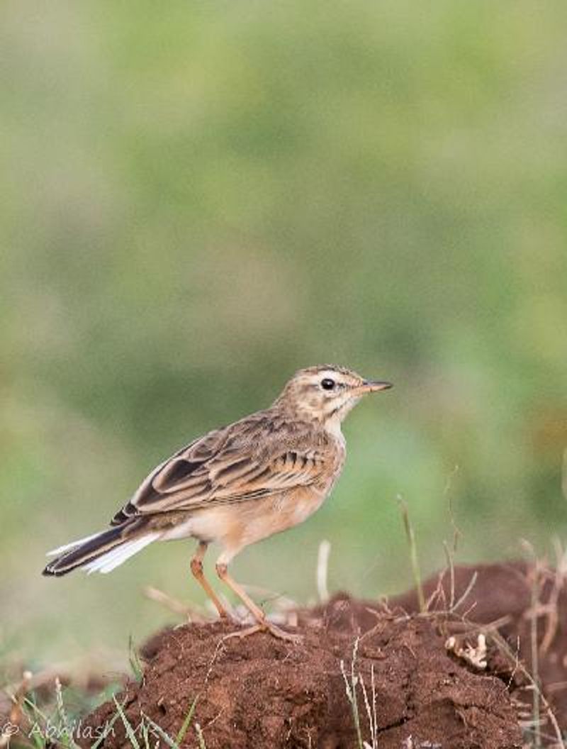 Paddyfield Pipit