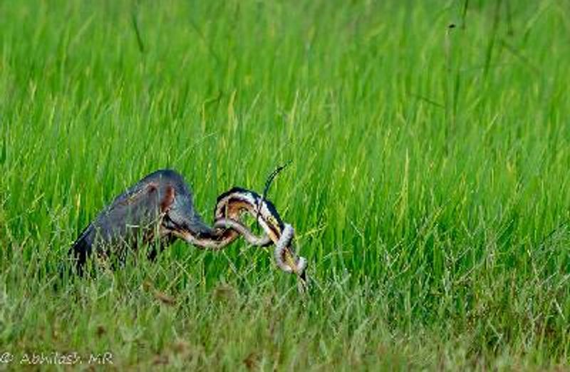 Purple Heron