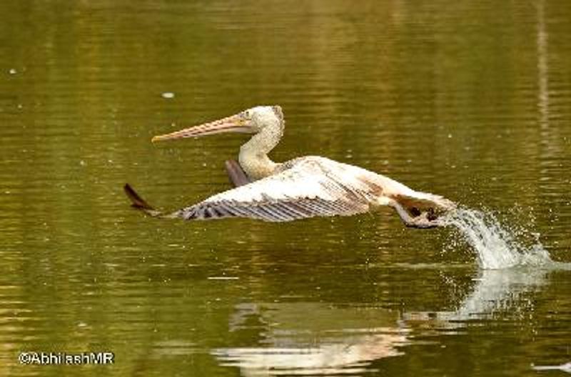 Spot billed Pelican