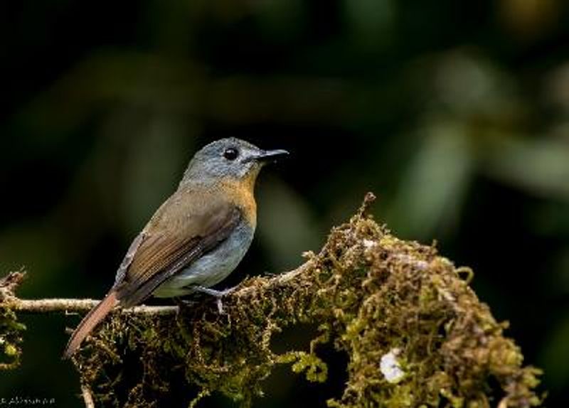 White bellied Blue Flycatcher