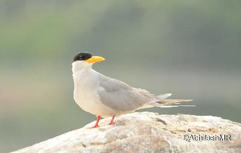River Tern